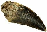 Serrated Raptor Tooth - Real Dinosaur Tooth #298257-1